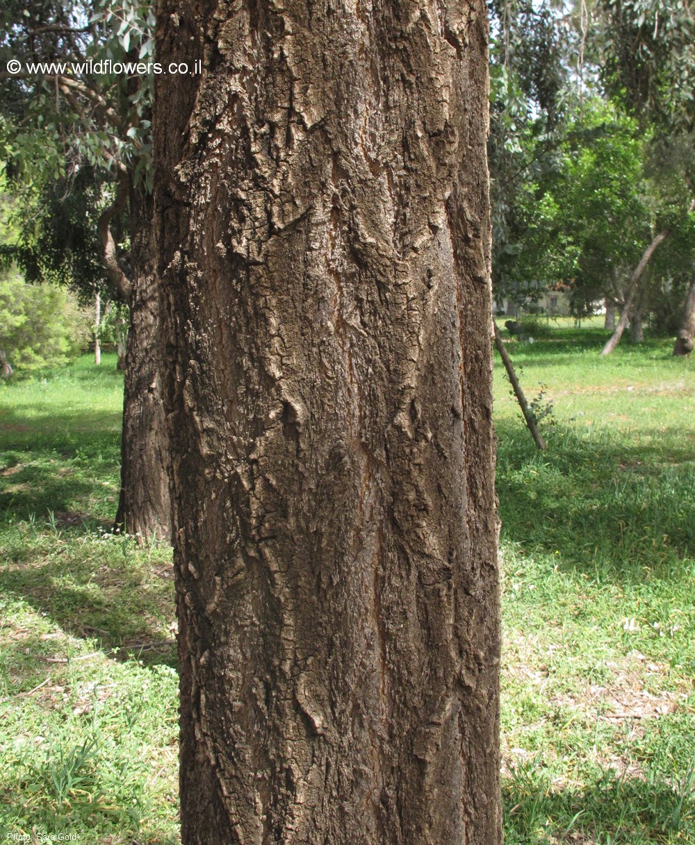 Eucalyptus melanophloia